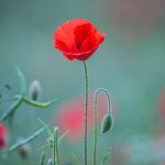 Pre-Remembrance Day Ceremony at Cataraqui Cemetery